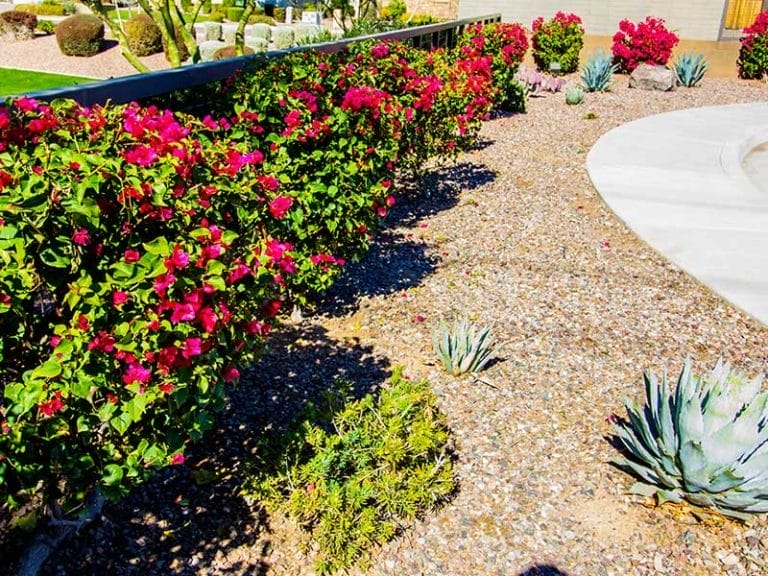 A backyard with colorful flowers and cactus.