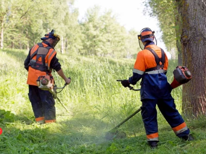 Two Commercial Landscapers using a chainsaw in a wooded area.