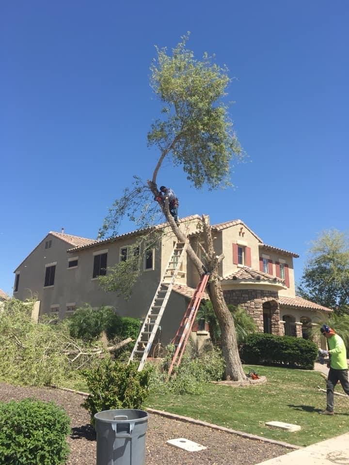 Tree removal in scottsdale, arizona.