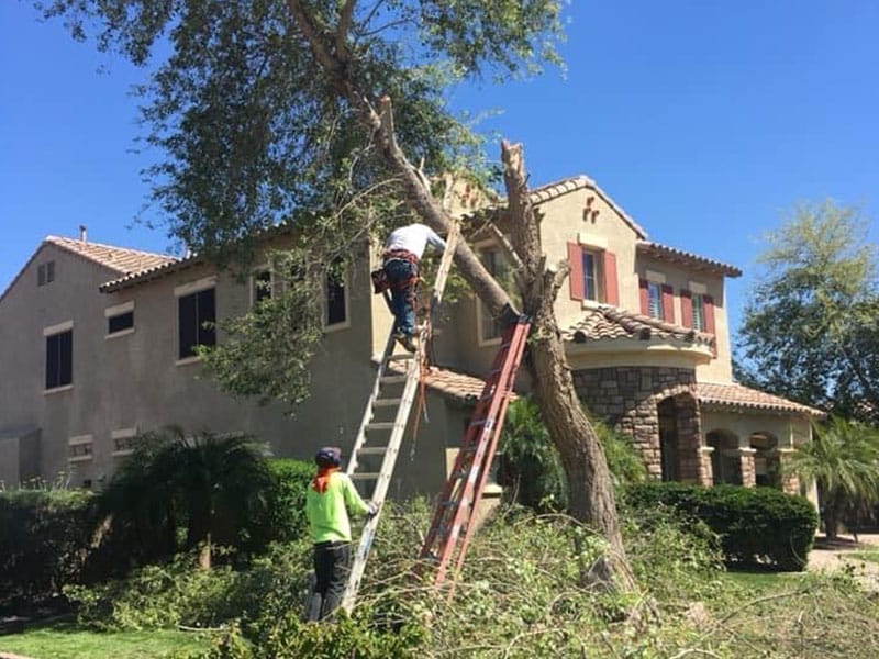 Two men on a ladder working on a tree in front of a house.