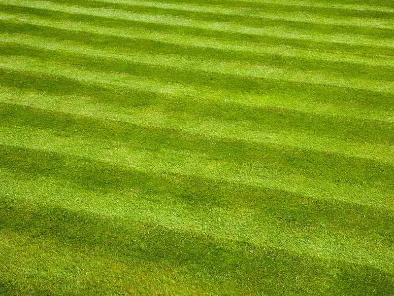 A green lawn with varying mowing patterns