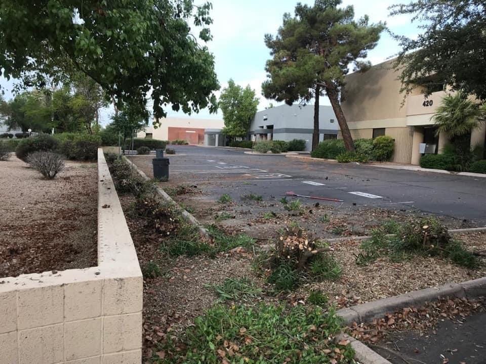 A parking lot with trees and bushes in the background.